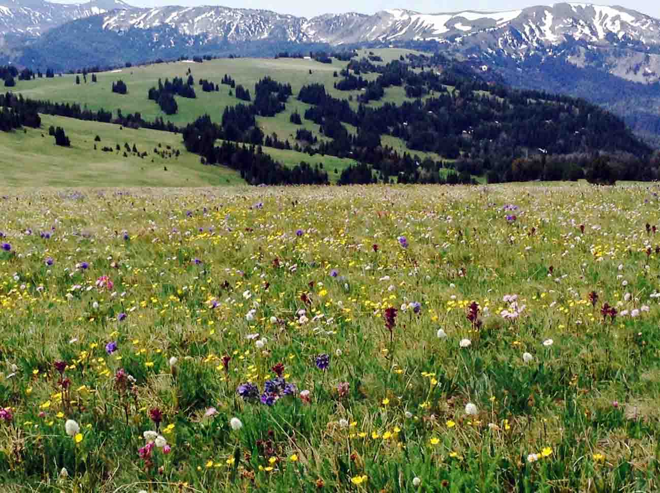 Windy Pass